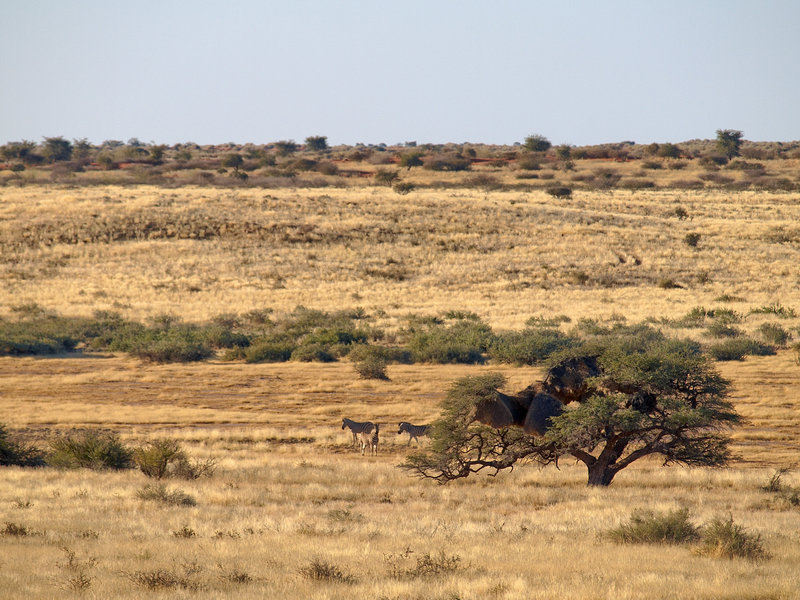 Zebra, Kalahari